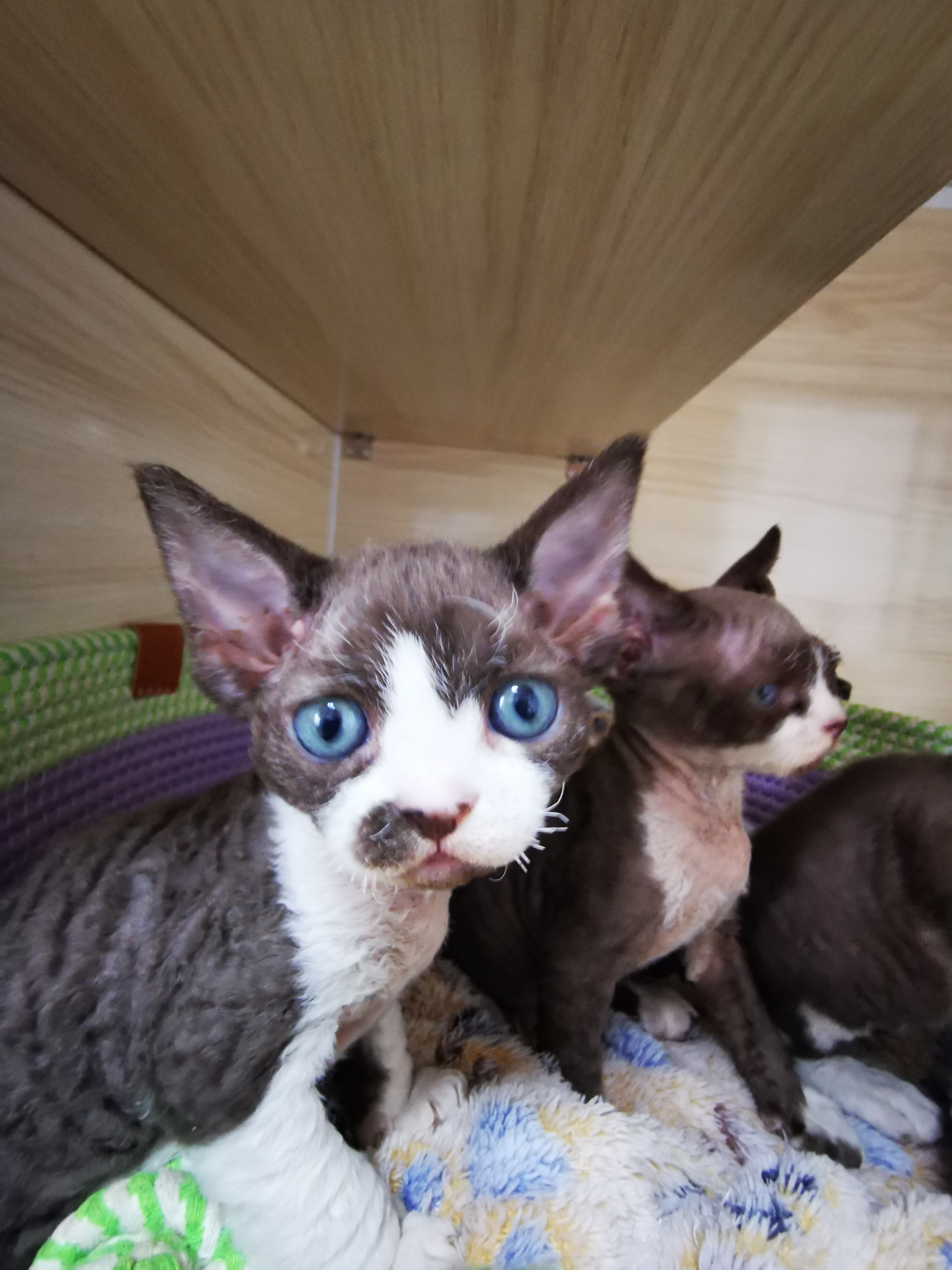 德文卷毛猫